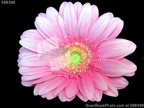 Image of pink gerbera