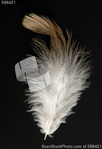 Image of feather