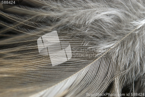 Image of feather