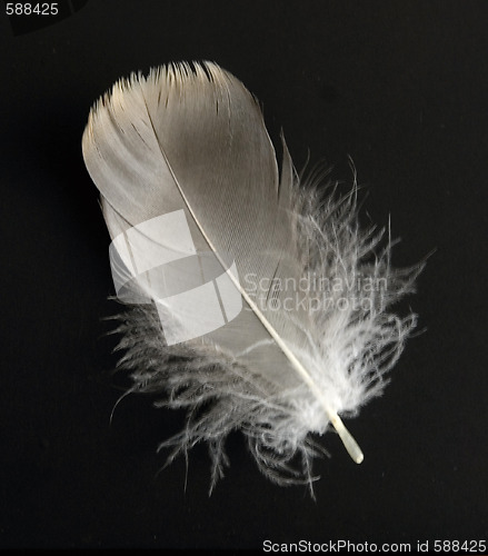 Image of feather