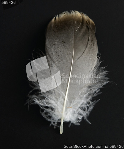 Image of feather