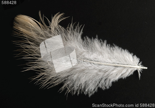 Image of feather