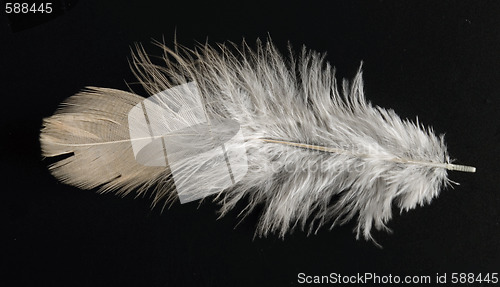 Image of colorful feather