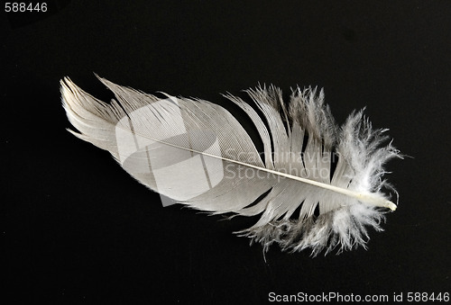 Image of feather