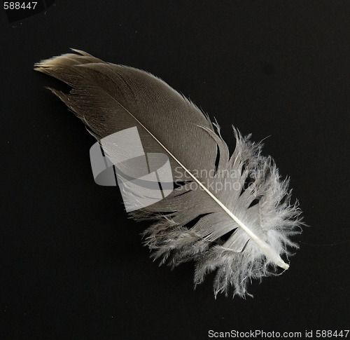 Image of feather