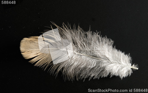 Image of feather