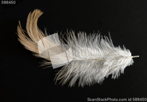 Image of feather