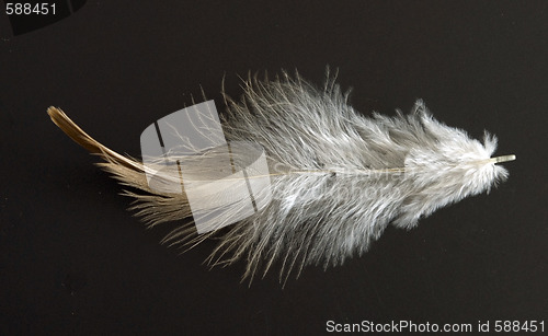 Image of feather