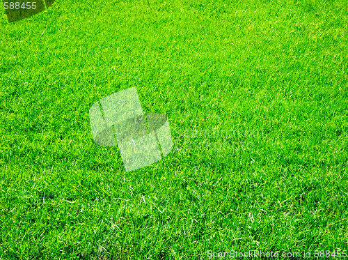 Image of green grass 