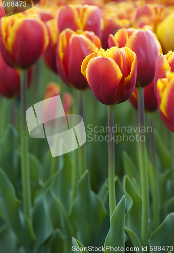 Image of tulip