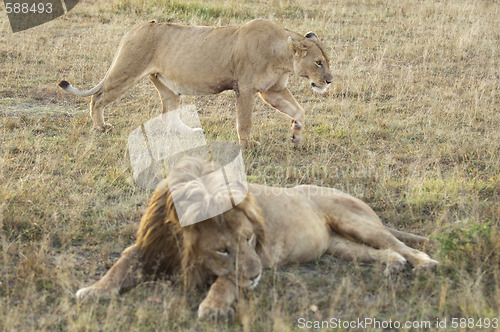 Image of Lioness walk behind of resting lion 