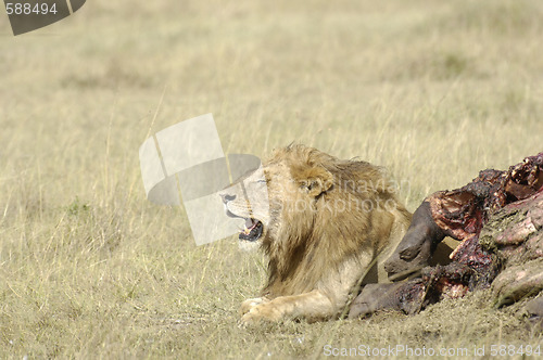 Image of African lion and his kill