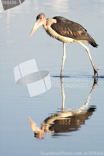 Image of Marabou stork