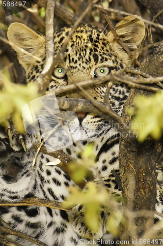 Image of leopard