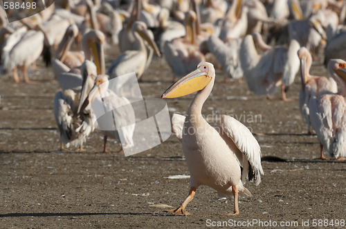 Image of Great White Pelican