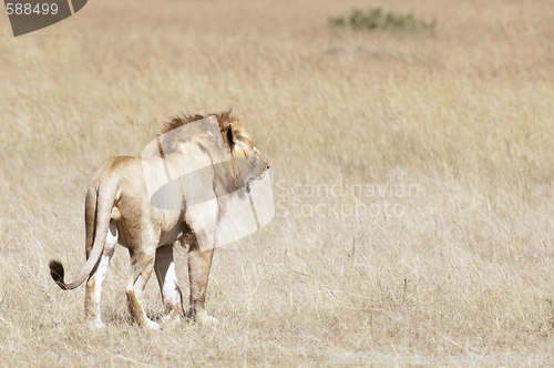 Image of Male african lion 
