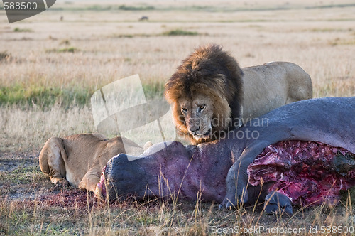 Image of Lions feasting on hippo carcass