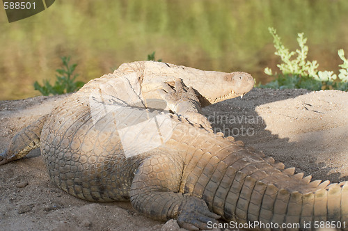 Image of crocodile 