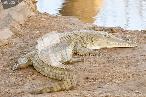 Image of crocodile enjoying sunshine