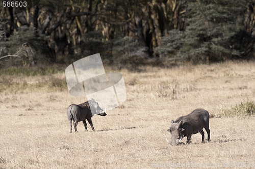 Image of Common warthogs