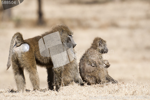 Image of baboon family
