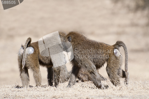 Image of baboon family on the rest