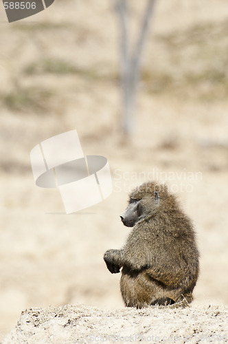 Image of baboon