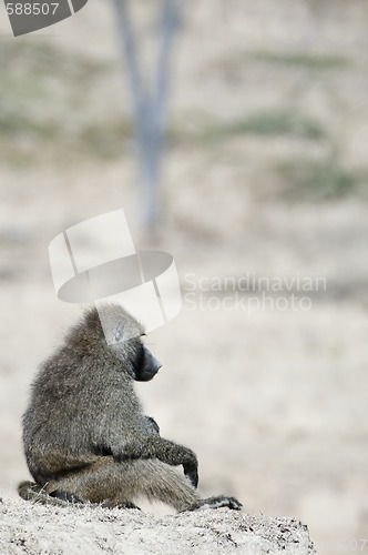 Image of Pensive baboon