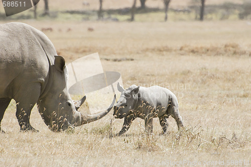 Image of Southern White Rhino and calf