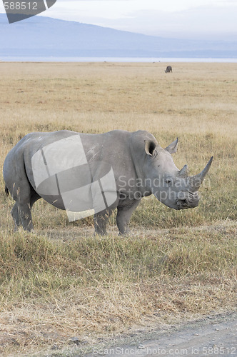 Image of White Rhinoceros