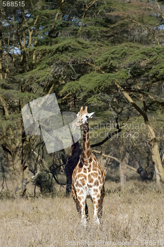 Image of Rothschild Giraffes