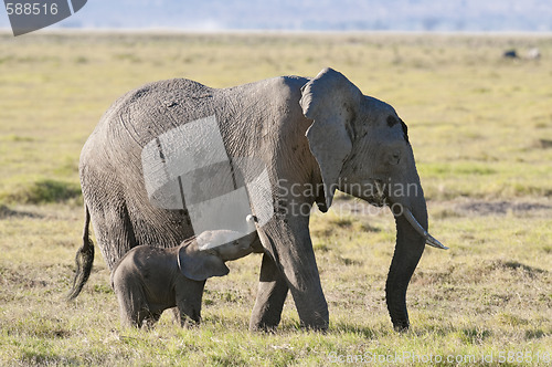 Image of  elephant suckle her calf