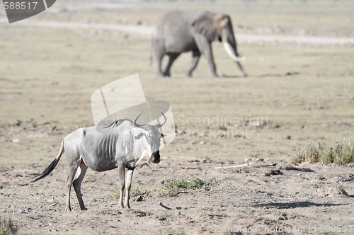 Image of Wildebeest in front of elephant