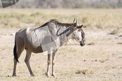 Image of Lone Wildebeest 