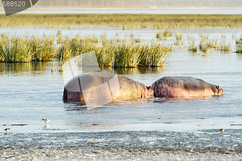 Image of couple of hippo in the lake