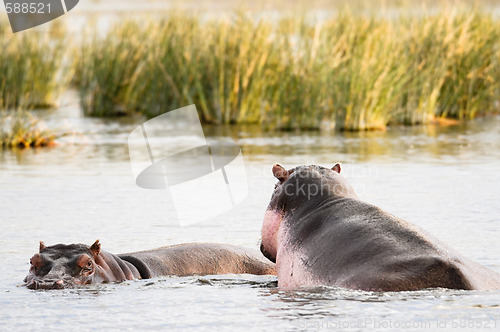 Image of hippo mating