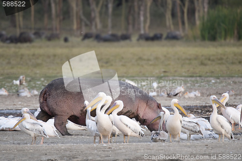 Image of hippo walking through pelican flock