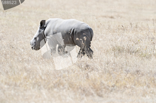 Image of White Rhino calf