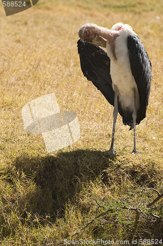 Image of Lone Marabou stork