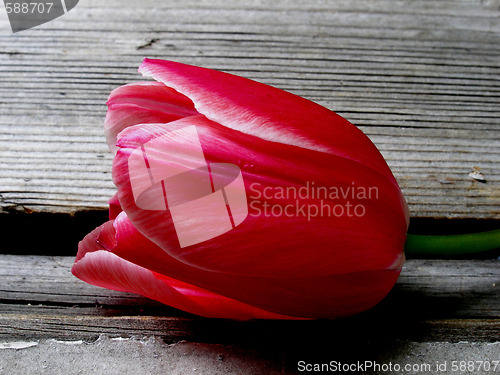 Image of tulip