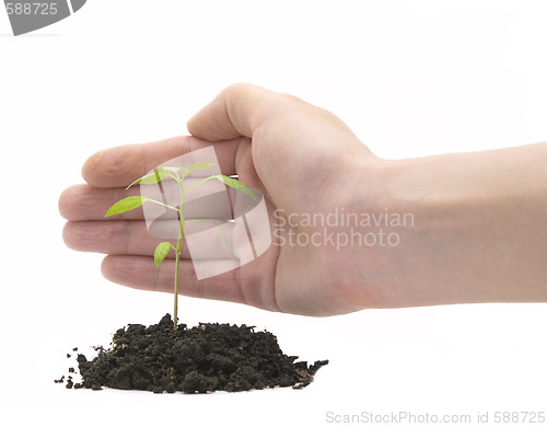 Image of hand and plant