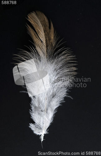 Image of feather