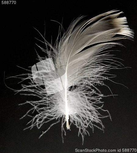 Image of feather