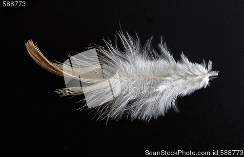 Image of feather