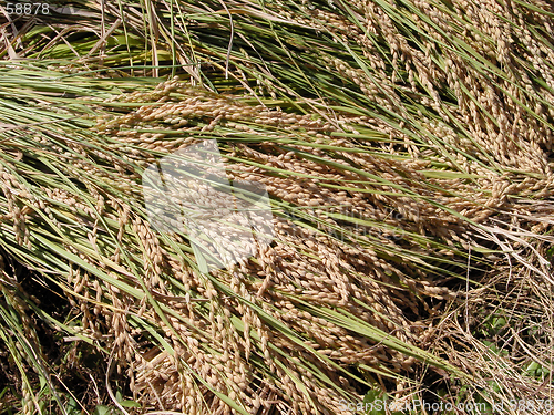Image of Harvest time