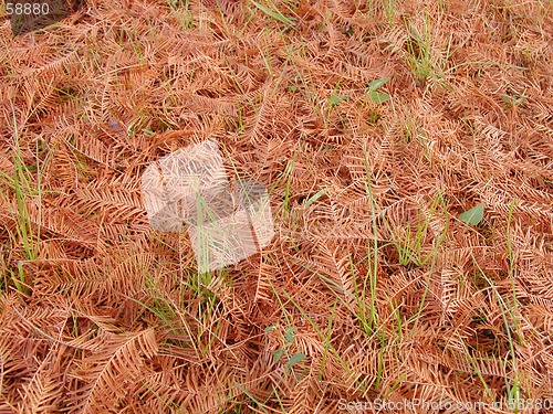 Image of Autumn pine leaves