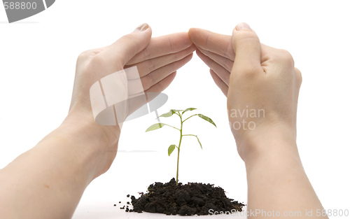 Image of hand roof and plant