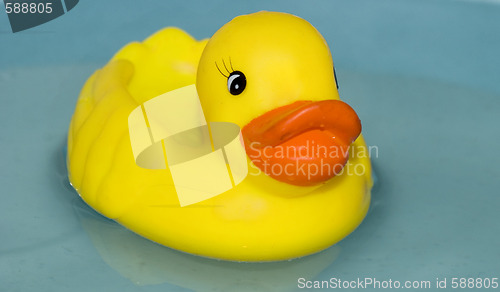 Image of duck