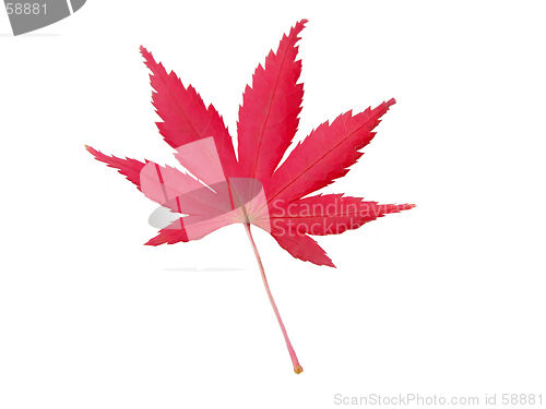 Image of Maple leaf