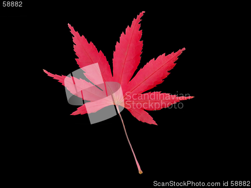 Image of Maple leaf